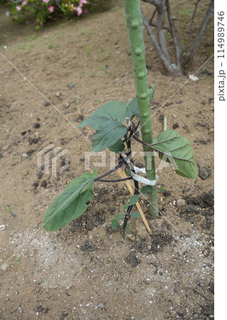 ナス ナス 114989746