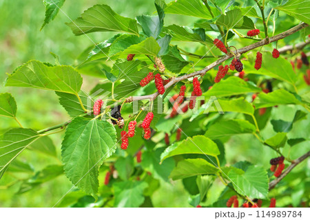 赤いクワの木の実（春、五月） 114989784