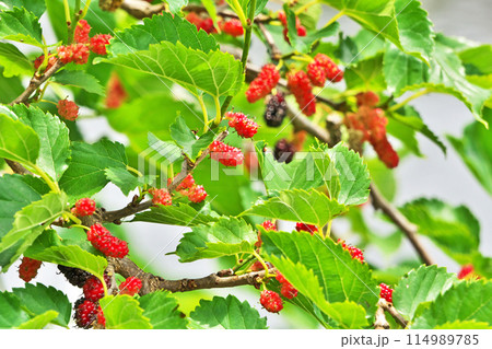 赤いクワの木の実（春、五月） 114989785