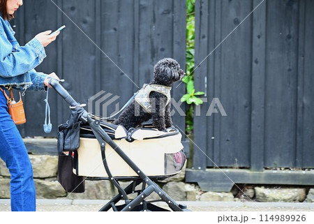 春の角館武家屋敷 春の角館武家屋敷 114989926