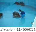 ウミガメの予防接種（沖縄県美ら海水族館ウミガメ館） 114990015