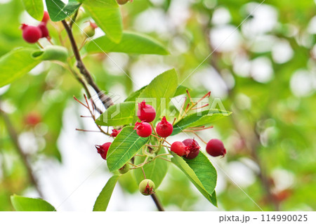 カラフルなジューンベリーの実(春、五月) カラフルなジューンベリーの実(春、五月) 114990025