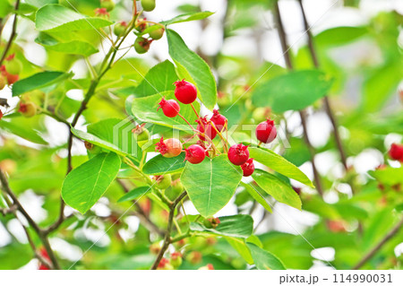 カラフルなジューンベリーの実（春、五月） 114990031