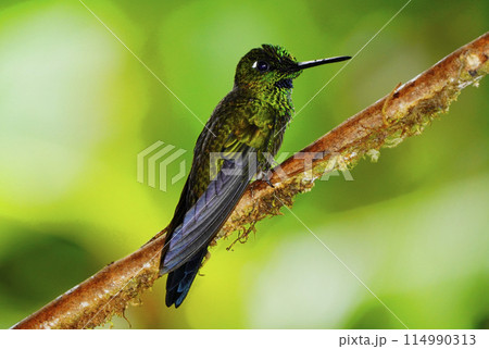 ミドリボウシテリハチドリ 114990313