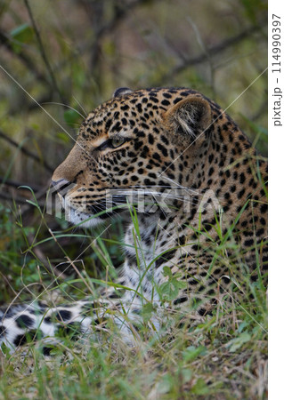 ヒョウの表情 114990397