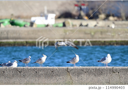 ウミネコ ウミネコ 114990403