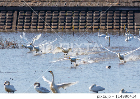 早朝、ねぐらから一斉に飛び立つ美しいオオハクチョウ（ガンカモ科）の群れ。  日本国栃木県栃木市、渡良 114990414