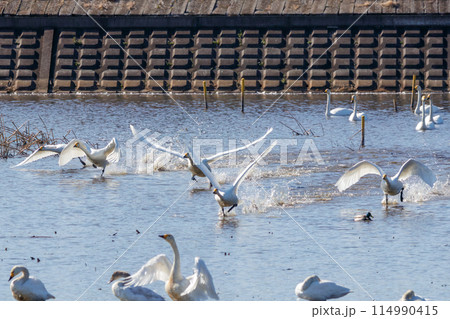 早朝、ねぐらから一斉に飛び立つ美しいオオハクチョウ（ガンカモ科）の群れ。  日本国栃木県栃木市、渡良 114990415