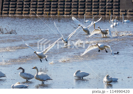 早朝、ねぐらから一斉に飛び立つ美しいオオハクチョウ（ガンカモ科）の群れ。  日本国栃木県栃木市、渡良 114990420