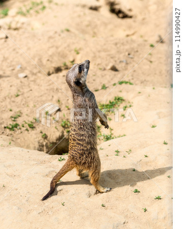 Meerkat in Zoo Bochum, Germany Meerkat in Zoo Bochum, Germany 114990427