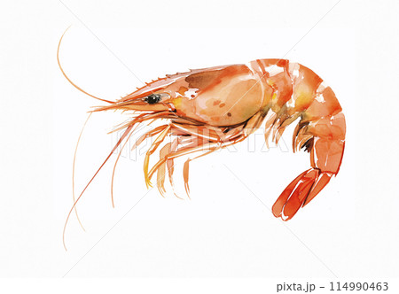 海老の水彩イラスト	 114990463
