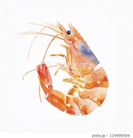 生物細密画（水彩）「クルマエビ」 生物細密画（水彩）「クルマエビ」