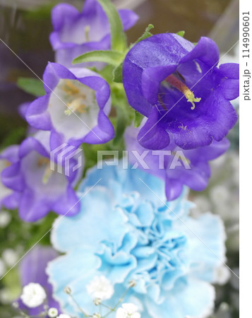 初夏を感じられるお花 初夏を感じられるお花 114990601