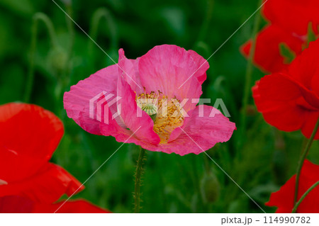 ピンク色のポピーの花 ピンク色のポピーの花 114990782