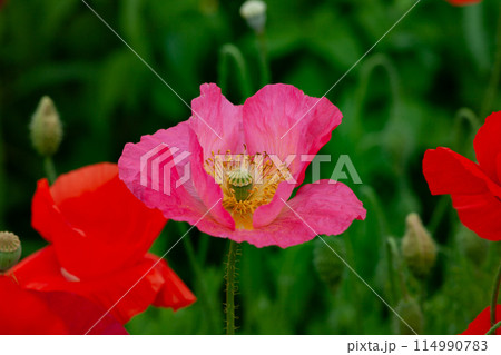 ピンク色のポピーの花 ピンク色のポピーの花 114990783