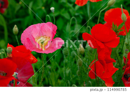 ピンク色のポピーの花 114990785