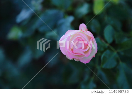 荒尾市　おもやい市民花壇　バラの花、 114990786