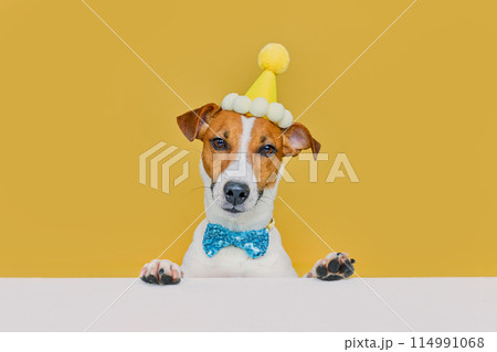 Funny dog wearing a party hat and bowtie celebrating at a birthday party Funny dog wearing a party hat and bowtie celebrating at a birthday party 114991068