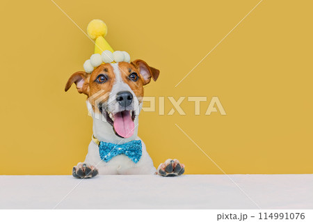 Funny dog wearing a party hat and bowtie celebrating at a birthday party Funny dog wearing a party hat and bowtie celebrating at a birthday party 114991076