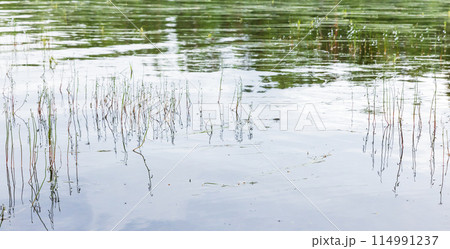 Natural panoramic background photo with flowers of Lobelia dortmanna 114991237