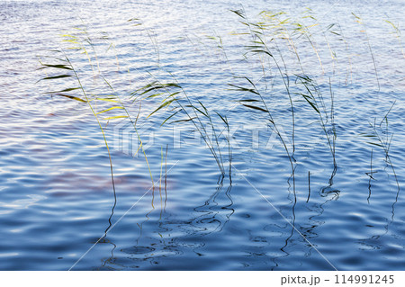 Coastal grass waving on wind on a sunny. Natural background 114991245