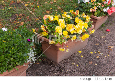 Begonia flowers grow in brown pots in the garden, decorative potted flowers 114991246