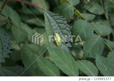 葉の上に乗ったアマガエルの写真 114991377