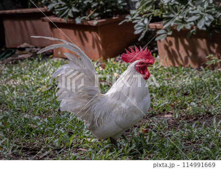 White rooster standing on the grass in the garden. White rooster standing on the grass in the garden. 114991669