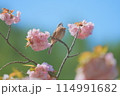 ホオジロとお花 114991682