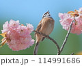 ホオジロとお花 114991686