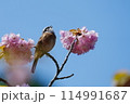 ホオジロとお花 114991687
