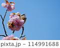 ホオジロとお花 114991688