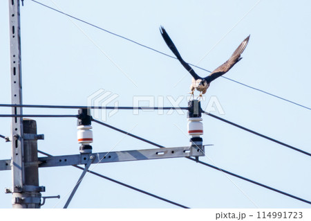 狩りのために飛翔する美しいウスハヤブサ（ハヤブサ科）。  日本国栃木県栃木市、渡良瀬遊水地にて。 ラ 114991723