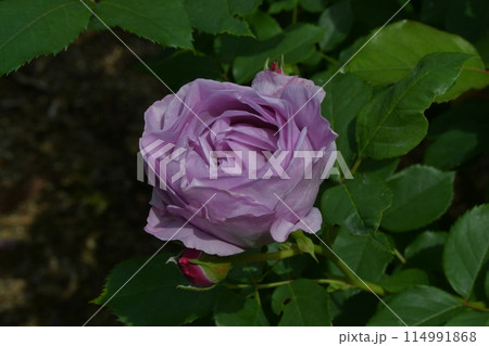 バラ　しのぶれど 114991868