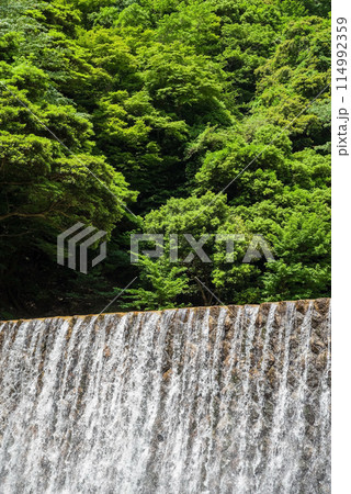 新緑と砂防ダム【鈴鹿国定公園・宮妻峡】 114992359