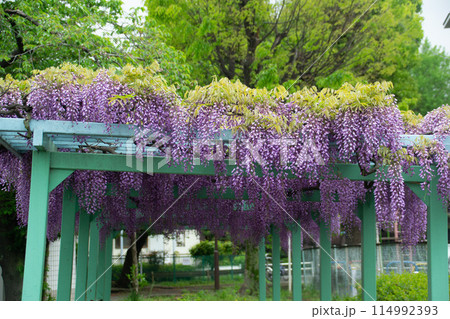 藤棚 114992393