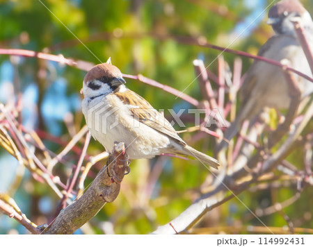 振り向くスズメと背景ボケ 振り向くスズメと背景ボケ 114992431