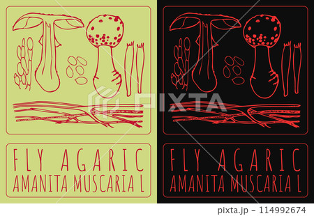 Vector drawing FLY AGARIC . Hand drawn illustration. The Latin name is AMANITA MUSCARIA L Vector drawing FLY AGARIC . Hand drawn illustration. The Latin name is AMANITA MUSCARIA L 114992674
