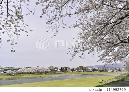 桜が満開の犀川 桜が満開の犀川 114992769