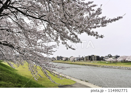 桜が満開の犀川 114992771