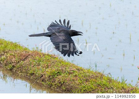 飛翔するハシブトガラス 114992850