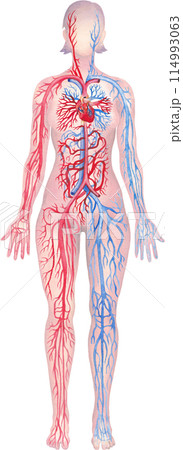 Illustration showing human circulatory system with red arteries and blue veins 114993063