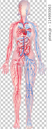 Illustration showing human circulatory system with red arteries and blue veins 114993063