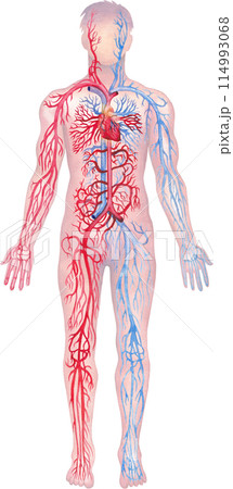 Illustration showing human circulatory system with red arteries and blue veins 114993068