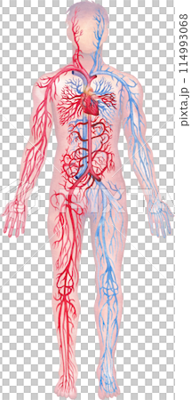 Illustration showing human circulatory system with red arteries and blue veins 114993068