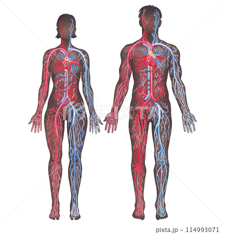 Illustration showing human circulatory system with red arteries and blue veins Illustration showing human circulatory system with red arteries and blue veins 114993071