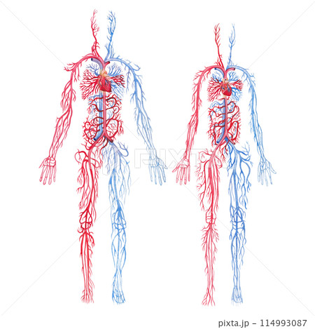 Illustration showing human circulatory system with red arteries and blue veins Illustration showing human circulatory system with red arteries and blue veins 114993087