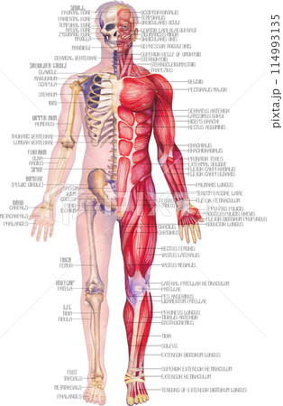 Detailed watercolor illustration of a male human anatomy showing skeletal and muscular systems. Detailed watercolor illustration of a male human anatomy showing skeletal and muscular systems. 114993135