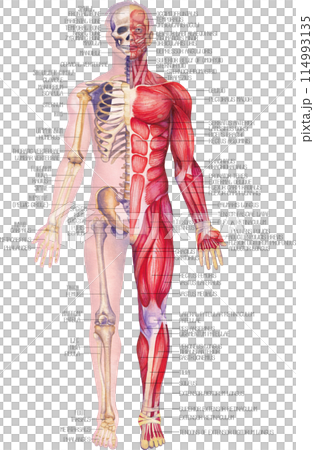 Detailed watercolor illustration of a male human anatomy showing skeletal and muscular systems. Detailed watercolor illustration of a male human anatomy showing skeletal and muscular systems. 114993135