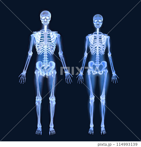 Detailed Xray watercolor illustration of the human skeletal system showing both male and female anatomy 114993139